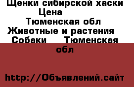 Щенки сибирской хаски › Цена ­ 3 000 - Тюменская обл. Животные и растения » Собаки   . Тюменская обл.